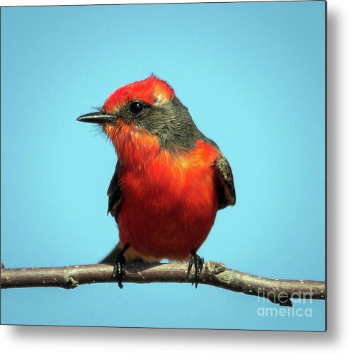 Nature Metal Print featuring the photograph Vermilion Flycatcher - Pyrocephalus Rubinus by DB Hayes