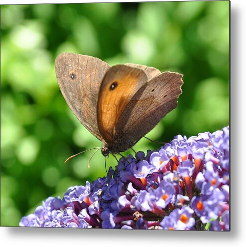 Butterfly Metal Print featuring the photograph Warning you by Eduard Meinema