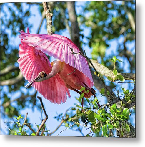Spoonbills Metal Print featuring the photograph We Have Lift Off by DB Hayes