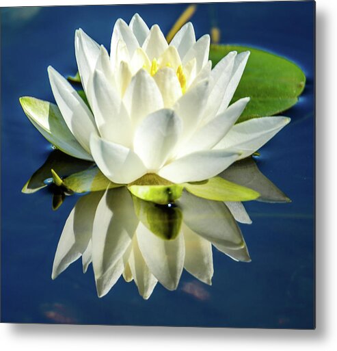 Lotus Metal Print featuring the photograph White Lotus by Jerry Cahill