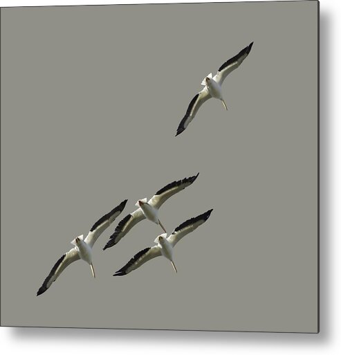 White Metal Print featuring the photograph White Pelicans Transparency by Richard Goldman