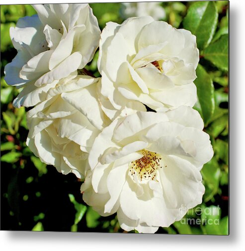 Rose Metal Print featuring the photograph White Roses by Cassandra Buckley