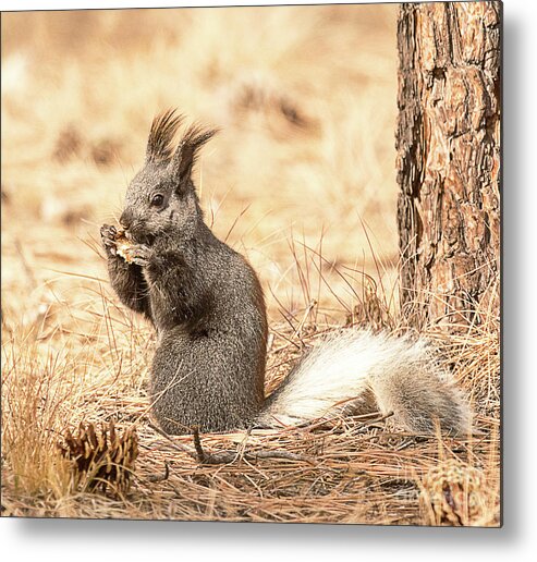 Mammal Metal Print featuring the photograph White Tailed Kaibab Squirrel by Dennis Hammer