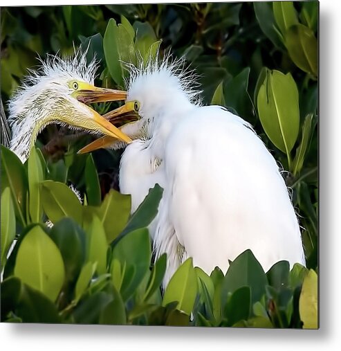 Rookery Metal Print featuring the photograph Who Gets To Eat First? by Richard Goldman