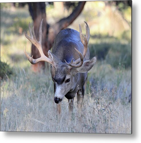 Mule Deer Metal Print featuring the photograph Wildlife Wonder by Shane Bechler