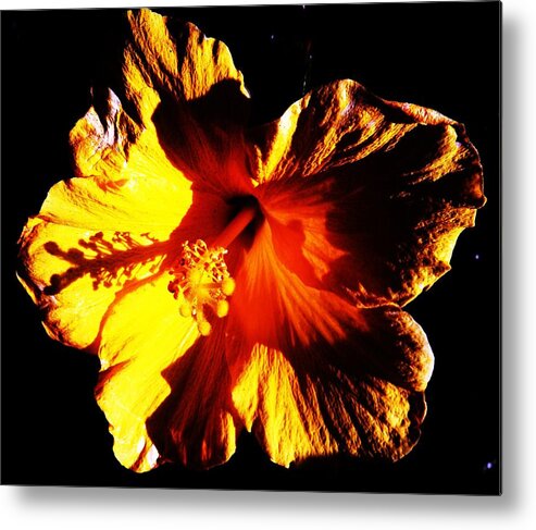 Yellow Metal Print featuring the photograph Willful by Daniele Smith