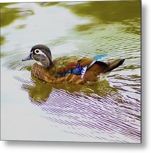 Wood Duck Hen Metal Print featuring the photograph Wood Duck Hen by Kathy Kelly