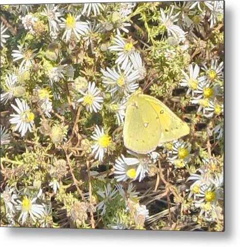 Yellow Metal Print featuring the photograph Pink Edged Sulphur Butterfly by Janette Boyd