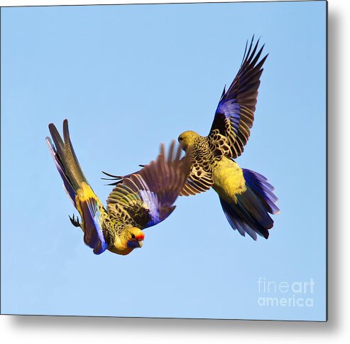 Yellow Crimson Rosellas Rosella Native Australian Birds Wildlife Lake Bonney Riverland South Australia Nest Nesting Young Metal Print featuring the photograph Aerial Ballet by Bill Robinson