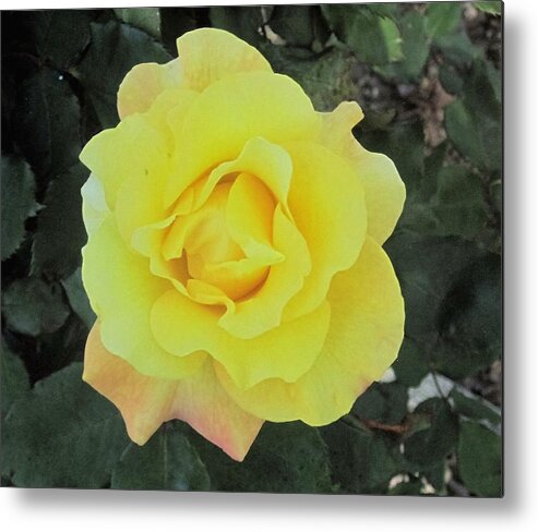 Photos Y Paul Meinerth Metal Print featuring the photograph Yellow Rose by Paul Meinerth