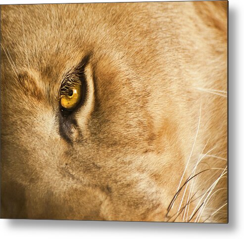 Lion Metal Print featuring the photograph Your Lion Eye by Carolyn Marshall