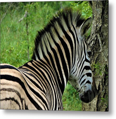 Zebra Metal Print featuring the photograph Zebra Walks by Vijay Sharon Govender