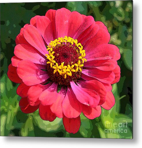Zinnia Metal Print featuring the photograph Zinnia by Jeanette French