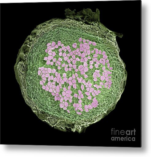 Pisum Sativum Metal Print featuring the photograph Cross Section Of A Pea Root Nodule #1 by Dr Jeremy Burgess/science Photo Library