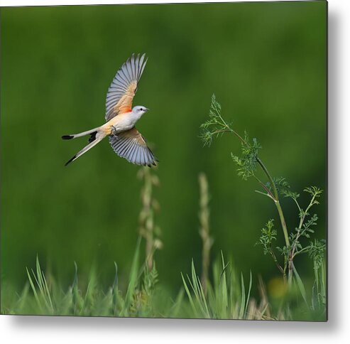 Nature Metal Print featuring the photograph Flying #1 by Mike He