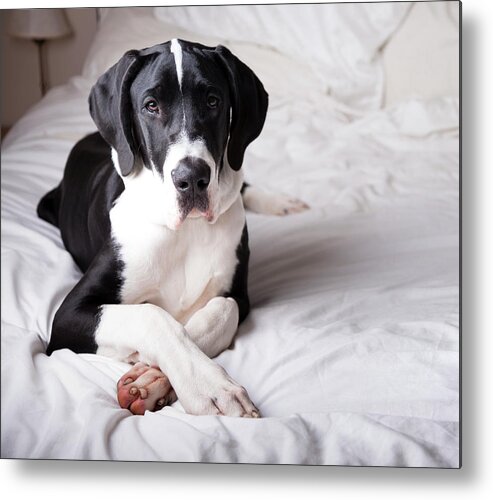 Pets Metal Print featuring the photograph Great Dane On A Bed #1 by Claire Plumridge