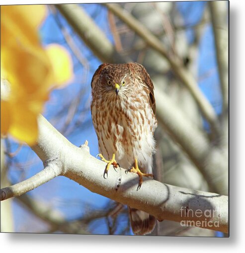 Cooper's Hawk Metal Print featuring the photograph Juvenile Cooper's Hawk #1 by Gary Wing