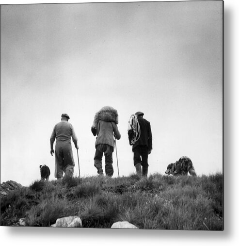 Working Animal Metal Print featuring the photograph Sheep Rescue #1 by Bert Hardy