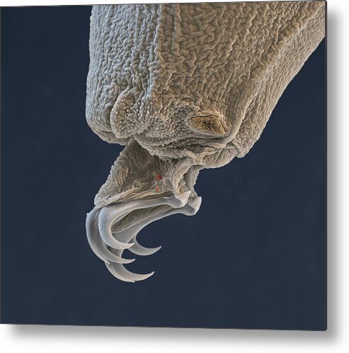 Animal Metal Print featuring the photograph Water Bear Or Tardigrade #1 by Meckes/ottawa