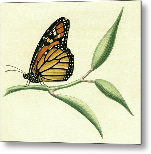 Entomology Metal Print featuring the mixed media Butterfly #5 by Unknown