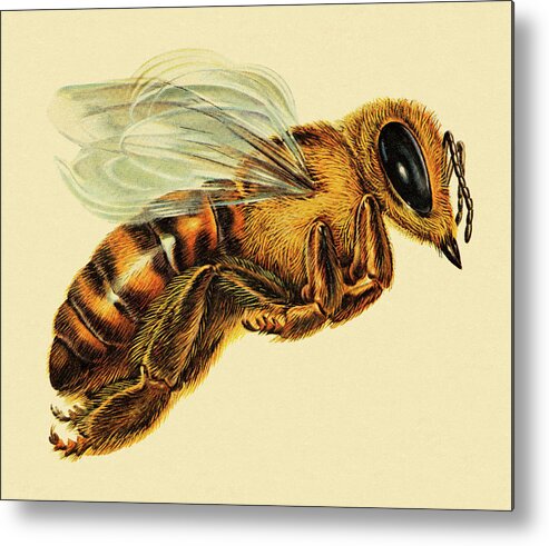 Animal Metal Print featuring the drawing Hornet #2 by CSA Images