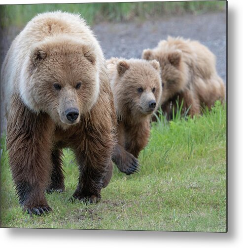 Bear Metal Print featuring the photograph A family approaches by Mark Hunter