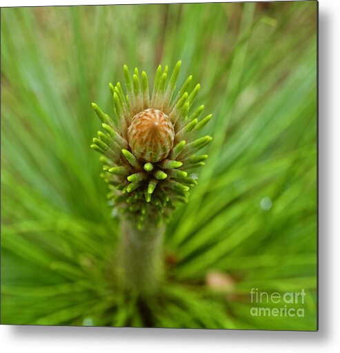 Spring Metal Print featuring the photograph A Pine Tree Early in the Spring by L Bosco