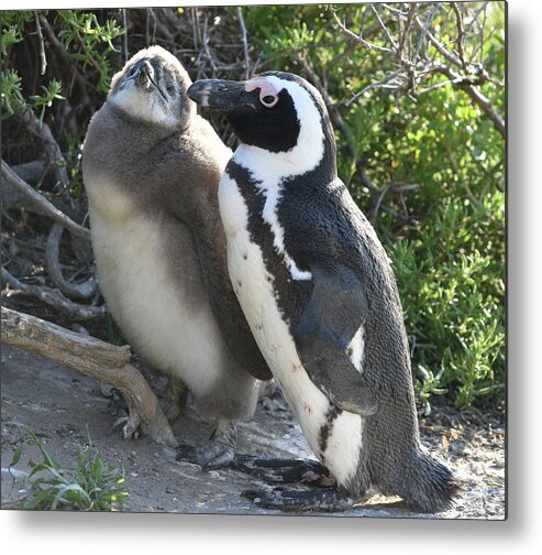 Penguin Metal Print featuring the photograph African Penguin with Chick by Ben Foster