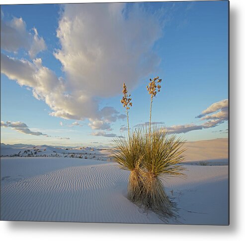 00557641 Metal Print featuring the photograph Agave, White Sands Nm, New Mexico by Tim Fitzharris