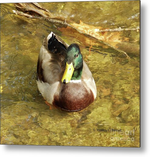 Duck Metal Print featuring the photograph Animals Collection No. A41 by Monica C Stovall