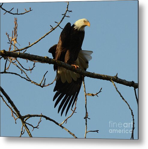 Bald Eagle Metal Print featuring the photograph Bald Eagle Stretching by Bob Christopher