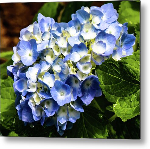 Flowers Metal Print featuring the digital art Beautiful Blue Hydrangea by Ed Stines