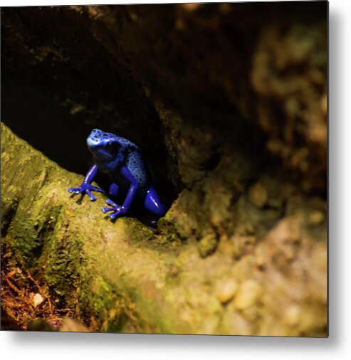 Blue Poison Dart Frog Metal Print featuring the photograph Blue Poison Dart Frog by Flees Photos
