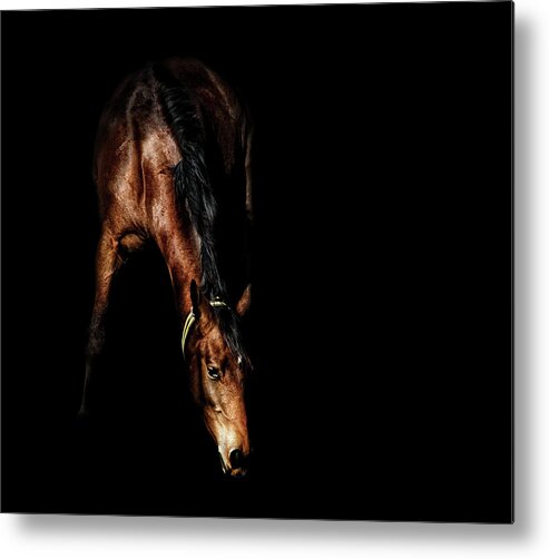 Horse Metal Print featuring the photograph Brown Horse In Shadow by Kerrick