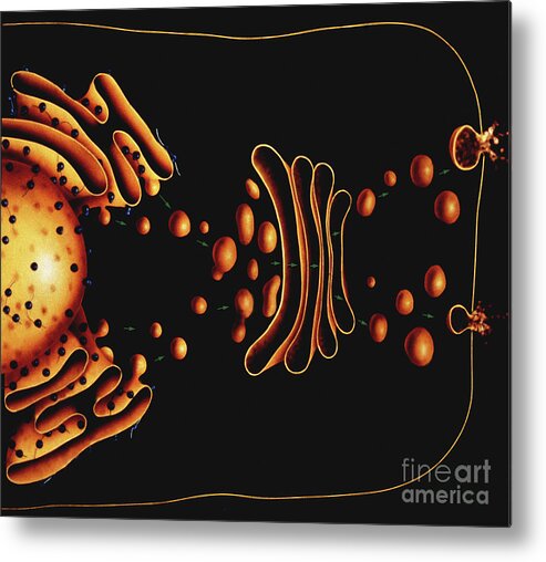 Artwork Metal Print featuring the photograph Cellular Protein Transport by Francis Leroy, Biocosmos/science Photo Library
