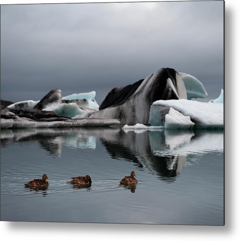 Glacier Lagoon Metal Print featuring the photograph Common Eider, Iceberg In Fjord by Roine Magnusson