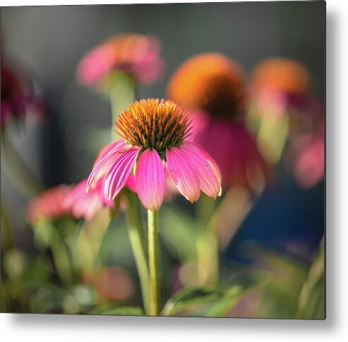 Coneflower Metal Print featuring the photograph Coneflowers by Lori Rowland