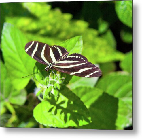  Metal Print featuring the photograph Desert Botanical Garden Phoenix Arizona Butterfly on Leaf by Catherine Walters