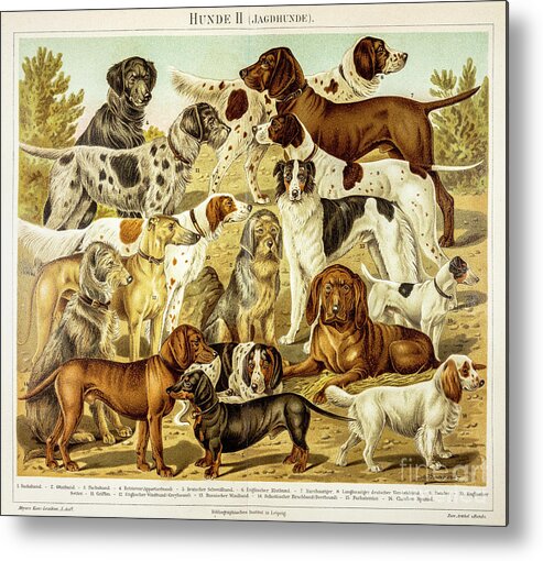 Engraving Metal Print featuring the digital art Dogs For Hunting Engraving 1895 by Thepalmer