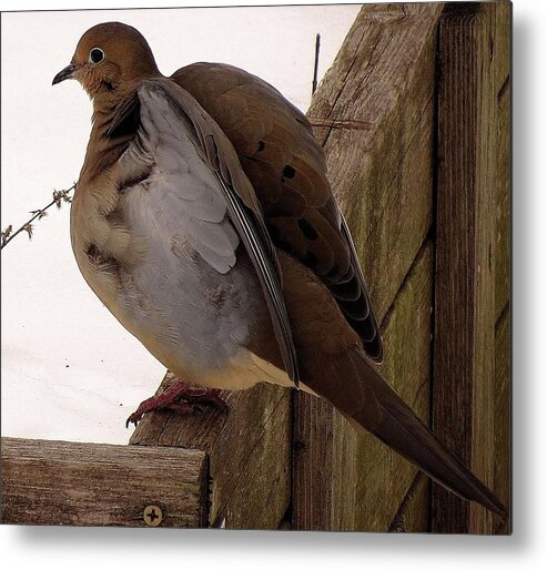 Mourning Dove Metal Print featuring the photograph Dove of Peace by Linda Stern