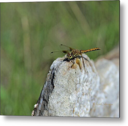 Dragonfly Metal Print featuring the photograph Dragonfly on Rock by Kae Cheatham