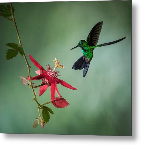 Hummingbird Metal Print featuring the photograph Emerald Symphony by Antonio Tsay