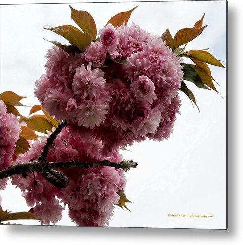 Botanical Metal Print featuring the photograph Pink Feeling by Richard Thomas