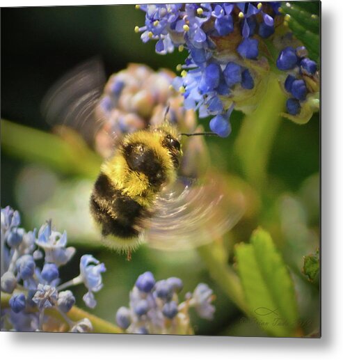 Bumblebee Metal Print featuring the photograph Flying Miracle by Brian Tada