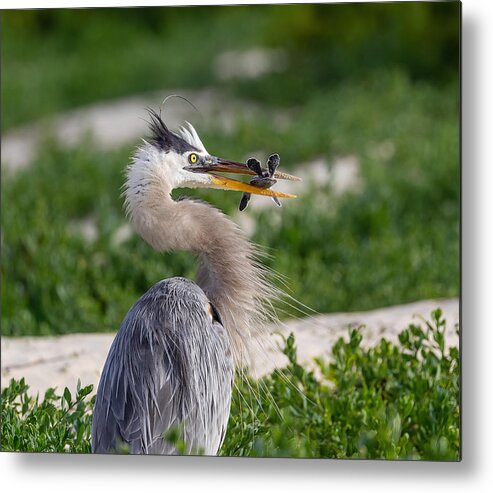Great Blue Heron Metal Print featuring the photograph Great Blue Heron Attacking Sea Turtle Nest by Tu Qiang (john) Chen