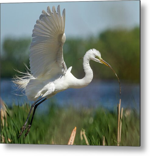 Great Egret Metal Print featuring the photograph Great Egret 2014-1 by Thomas Young