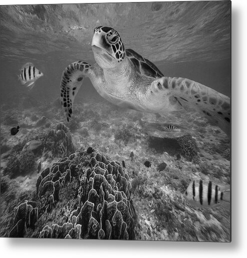 Disk1215 Metal Print featuring the photograph Green Sea Turtle And Reef Fish by Tim Fitzharris