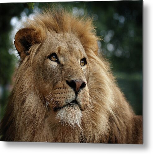 Animal Themes Metal Print featuring the photograph Head Shot Of Male African Lion by Luke Robinson