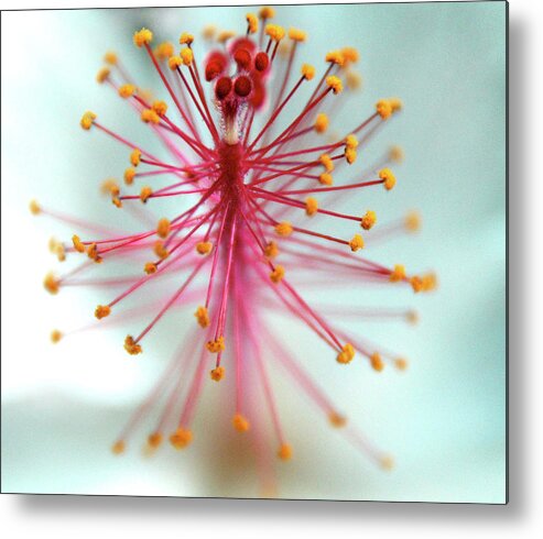 Outdoors Metal Print featuring the photograph Hibiscus Closeup by © Rick Elkins