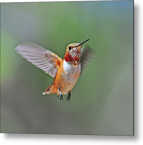 Animal Themes Metal Print featuring the photograph Immature Male Rufous Hummingbird by Eastman Photography Views Of The Southwest